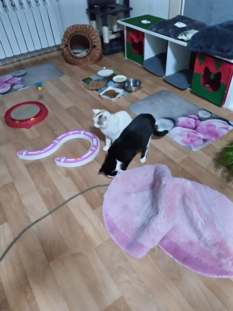 Condolence image of Für das kleine Sternchen Marpelchen ♥️