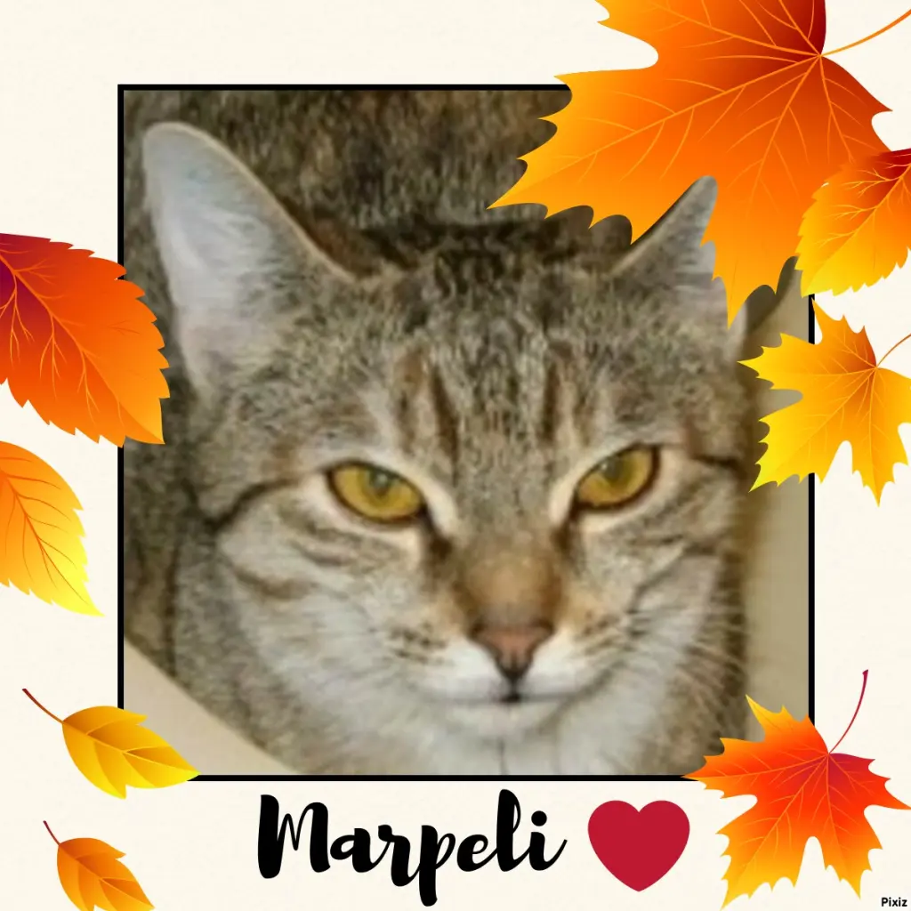 Condolence image of Tanja mit Timmy im Herzen