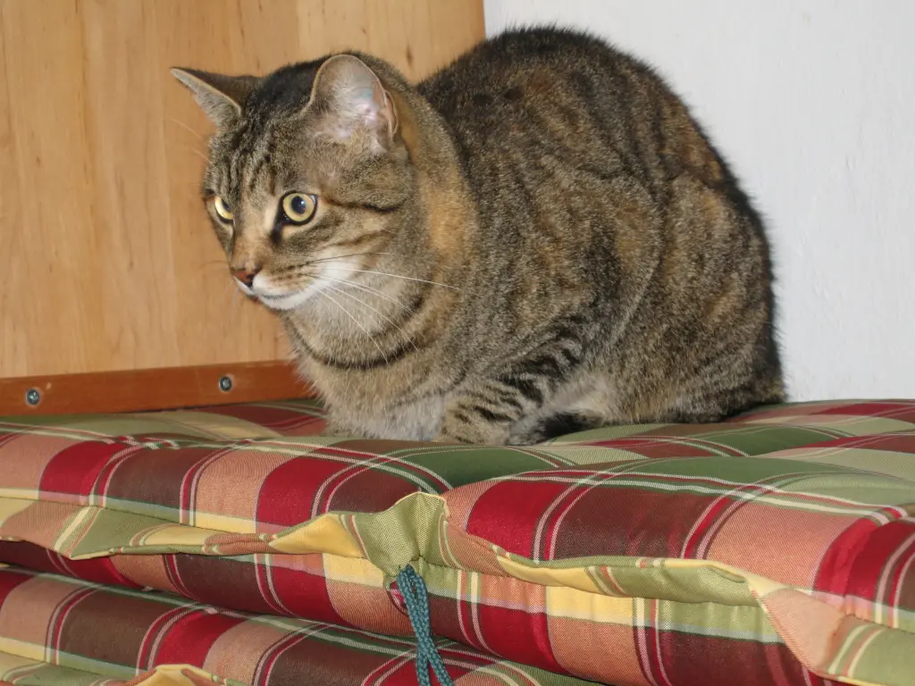 Condolence image of an mein Marpeli