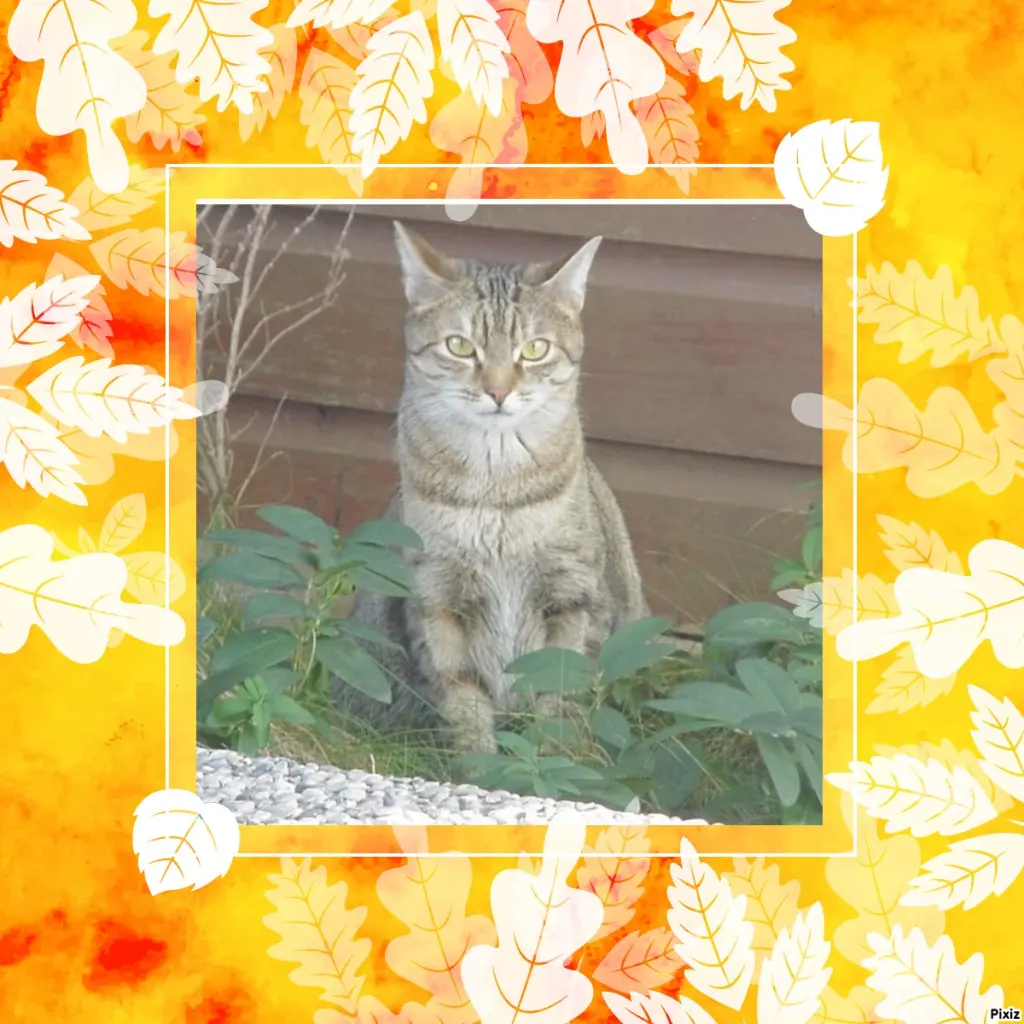 Condolence image of Patricia mit Bunny ❤️ 