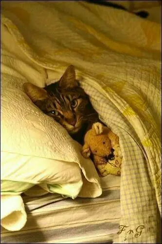 Condolence image of Für Dich kleine Marple ❤️