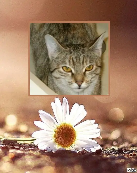 Condolence image of Tanja mit Timmy im Herzen 