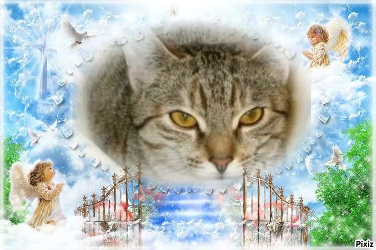 Condolence image of Tanja mit Timmy im Herzen 