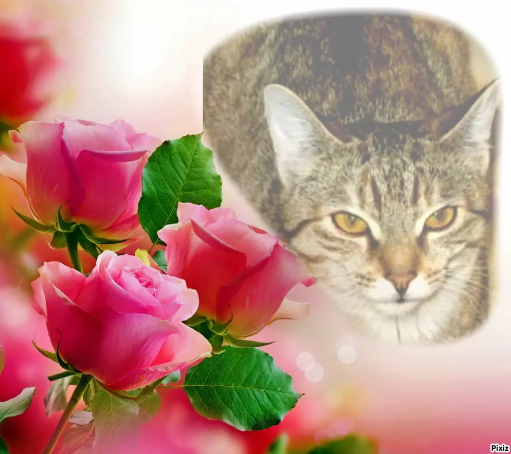 Condolence image of Tanja mit Timmy im Herzen