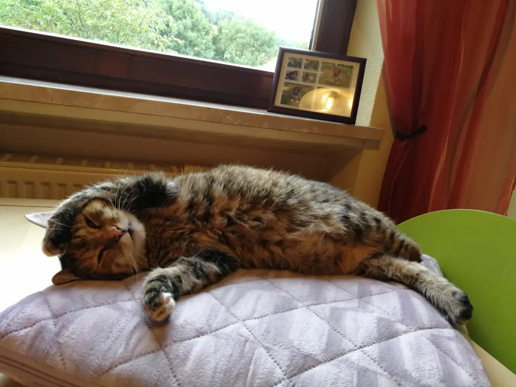 Condolence image of Paulinchen für Marple ♥️