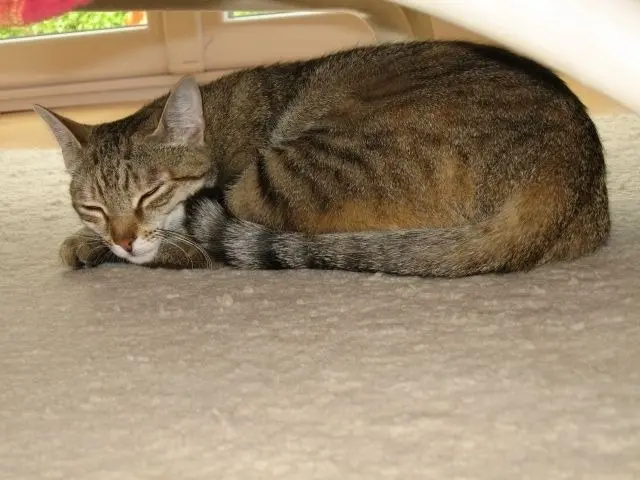 Condolence image of Sternchenpost