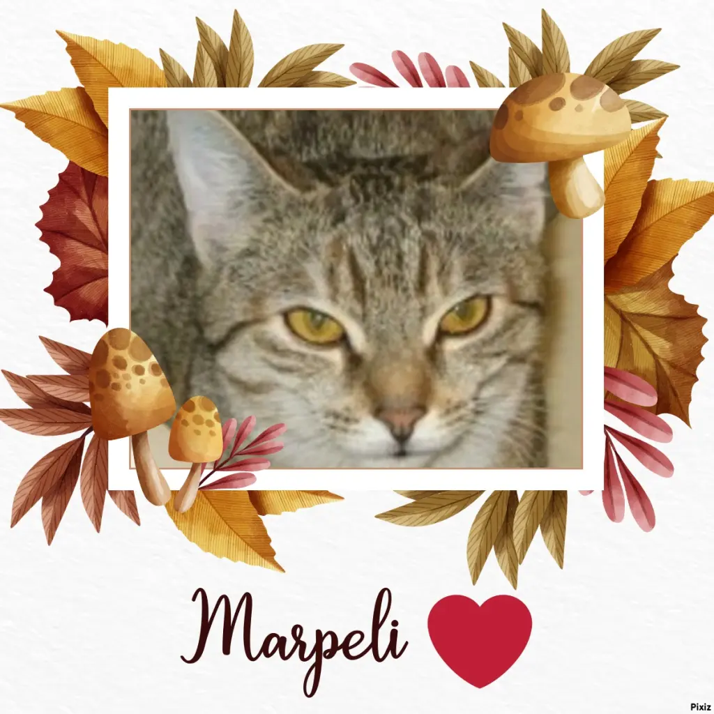 Condolence image of Tanja mit Timmy im Herzen 