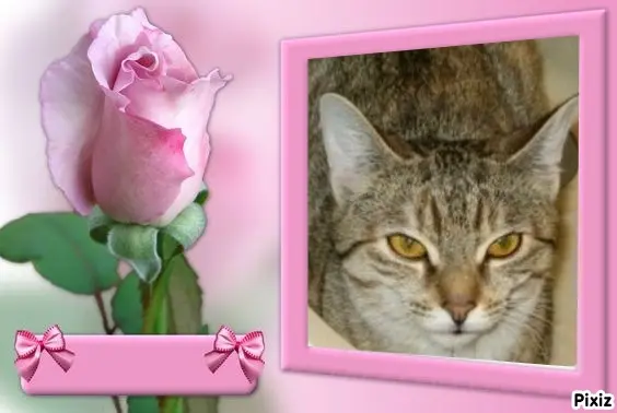 Condolence image of Tanja mit Timmy im Herzen 