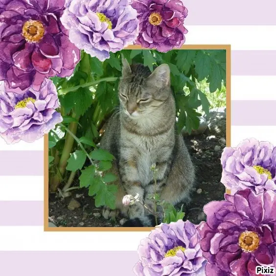 Condolence image of Patricia mit Bunny ❤️ 