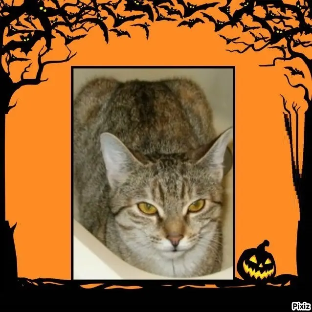 Condolence image of Tanja mit Timmy im Herzen