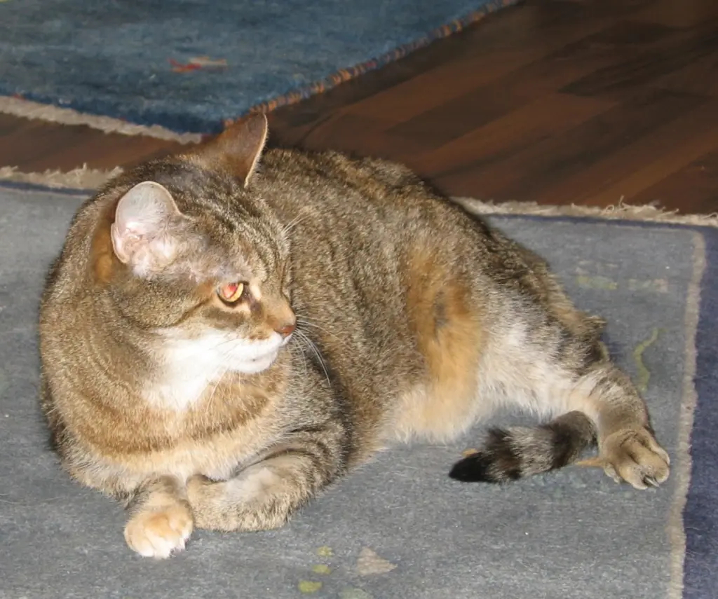 Condolence image of für meine Kleine