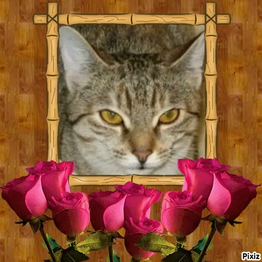 Condolence image of Tanja mit Timmy im Herzen 