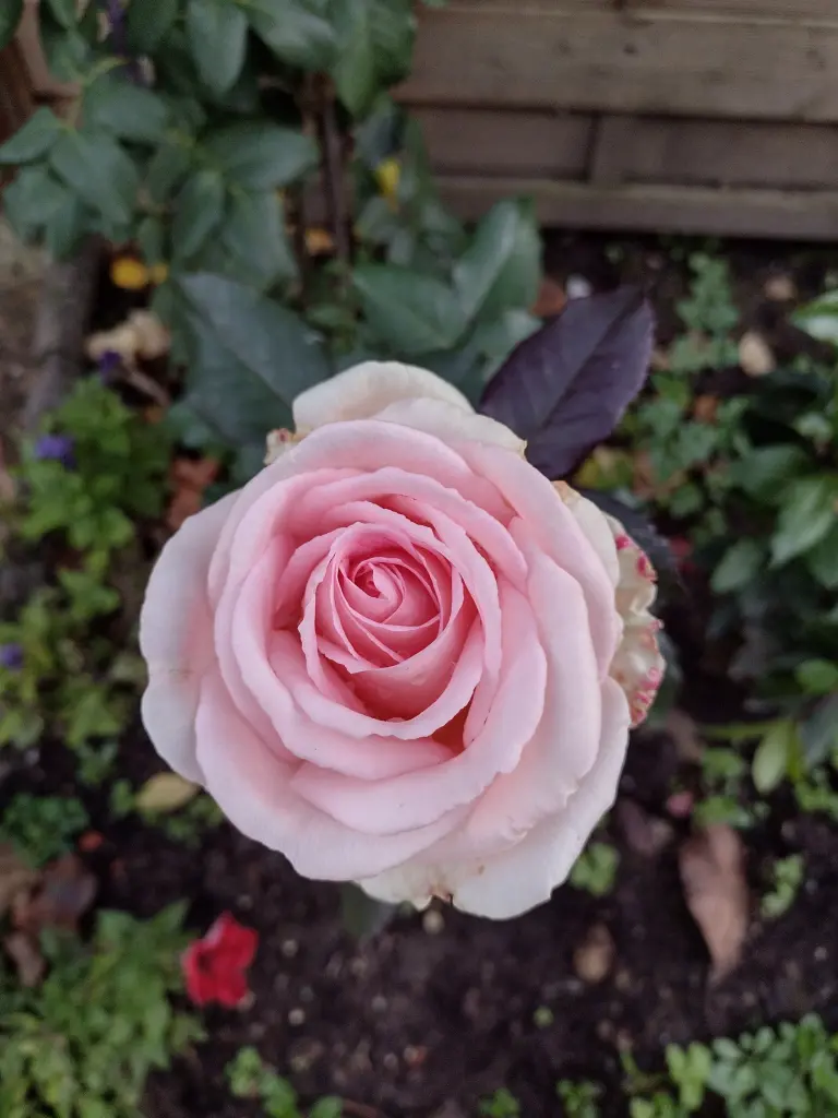 Condolence image of Corinna mit Emma, Pummelchen und anderen Sternlein im ❤️
