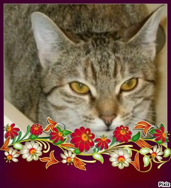 Condolence image of Tanja mit Timmy im Herzen 