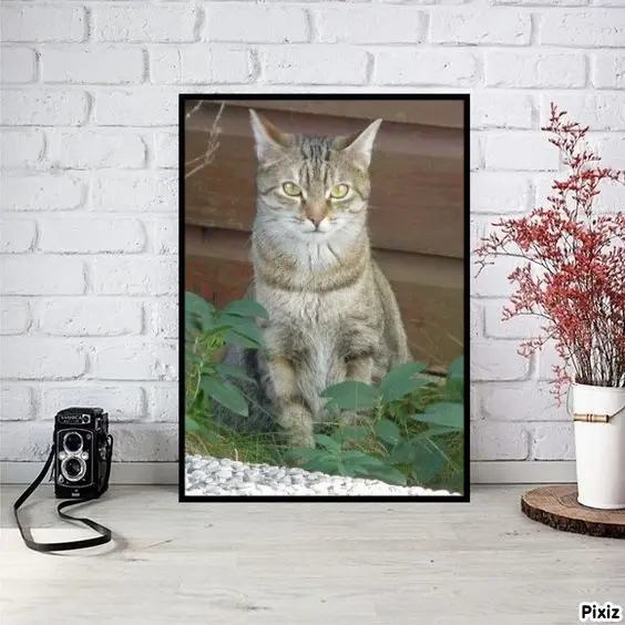 Condolence image of Patricia mit Bunny ❤️ 