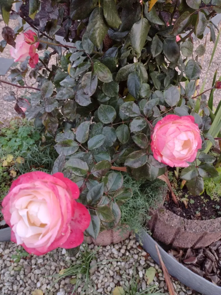 Condolence image of Corinna mit Emma, Pummelchen und anderen Sternlein im Herzen