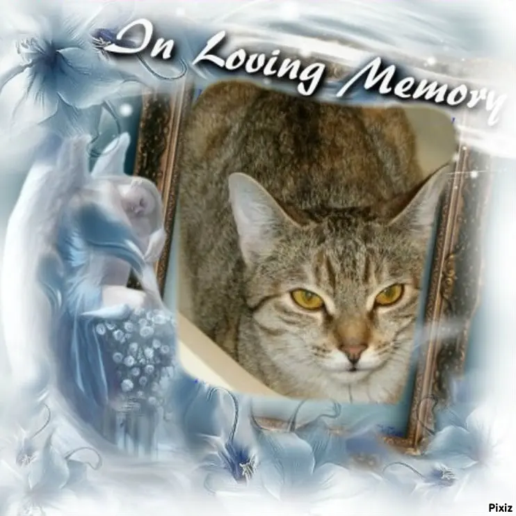 Condolence image of Tanja mit Timmy im Herzen 