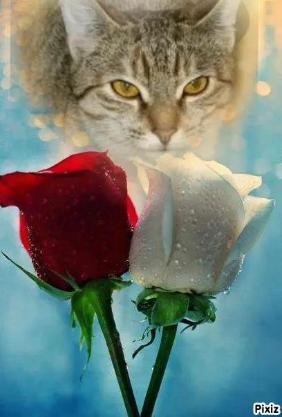 Condolence image of Tanja mit Timmy im Herzen 