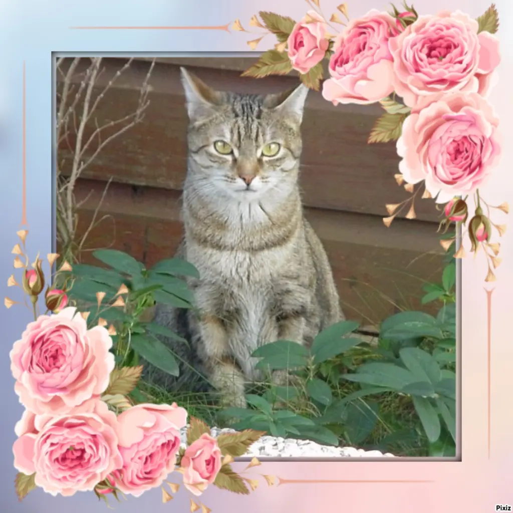 Condolence image of Patricia mit Bunny ❤️ 