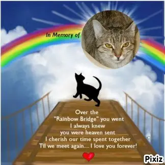 Condolence image of Tanja mit Timmy im Herzen 