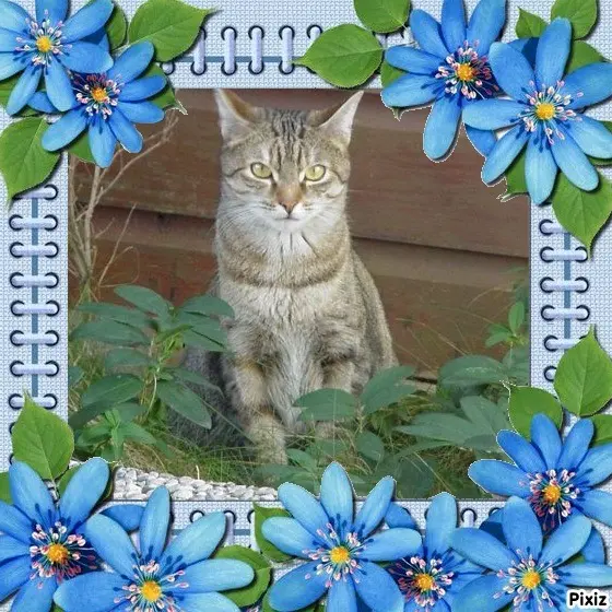 Condolence image of Sternchenpost ⭐