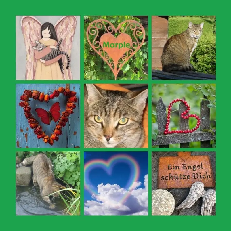 Condolence image of Rosen zum 2. Sternchengeburtstag für Marple