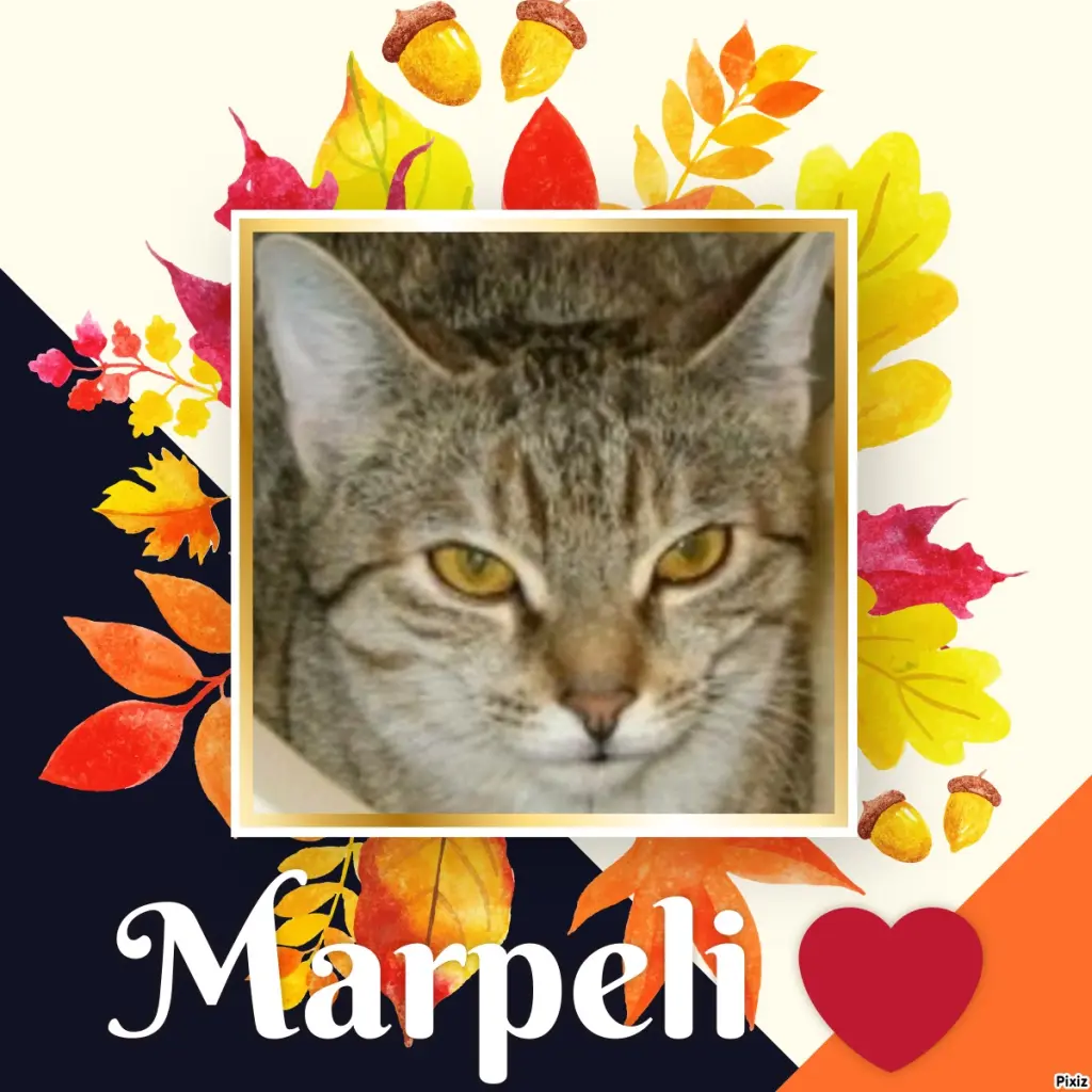 Condolence image of Tanja mit Timmy im Herzen