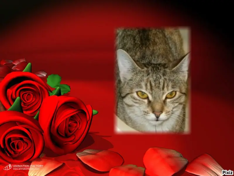 Condolence image of Tanja mit Timmy im Herzen