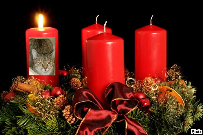 Condolence image of Tanja mit Timmy im Herzen