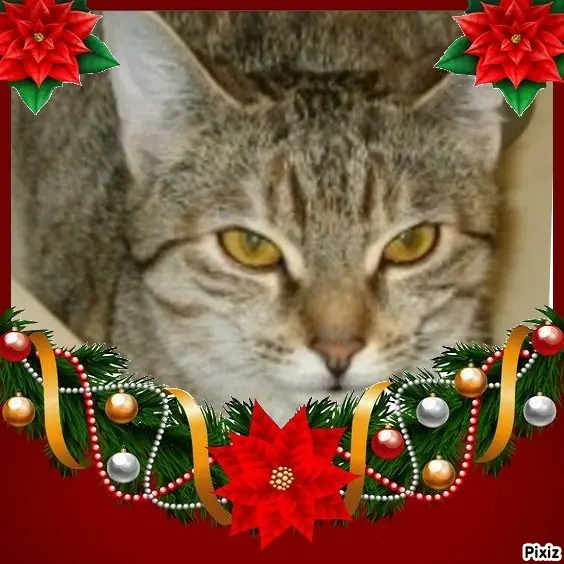 Condolence image of Tanja mit Timmy im Herzen