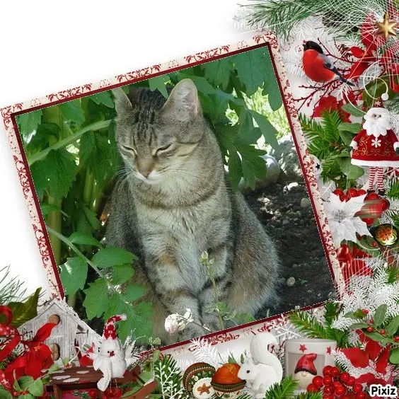 Condolence image of Patricia mit Bunny ❤️