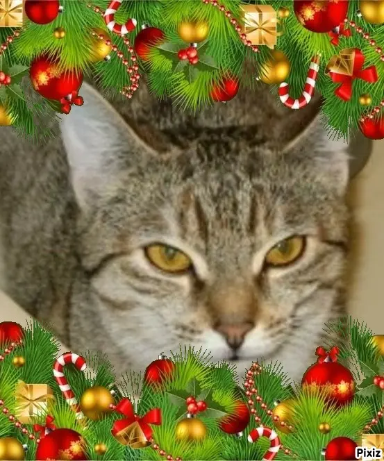 Condolence image of Tanja mit Timmy im Herzen