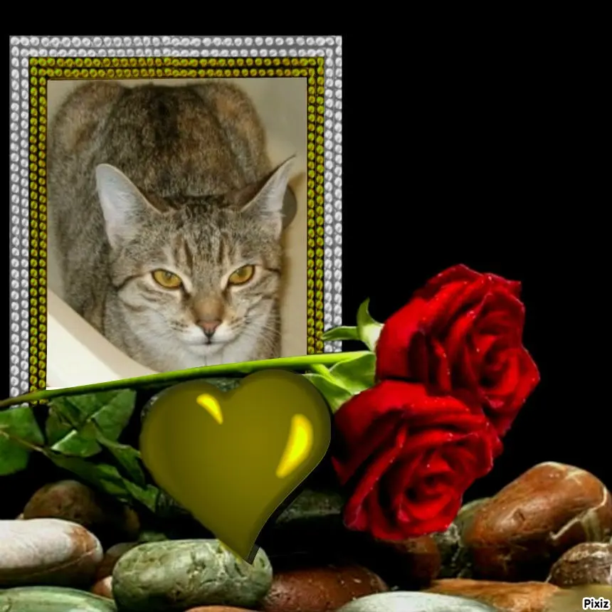 Condolence image of Tanja mit Timmy im Herzen