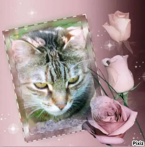 Condolence image of Für das kleine Sternchen Marpelchen ♥️