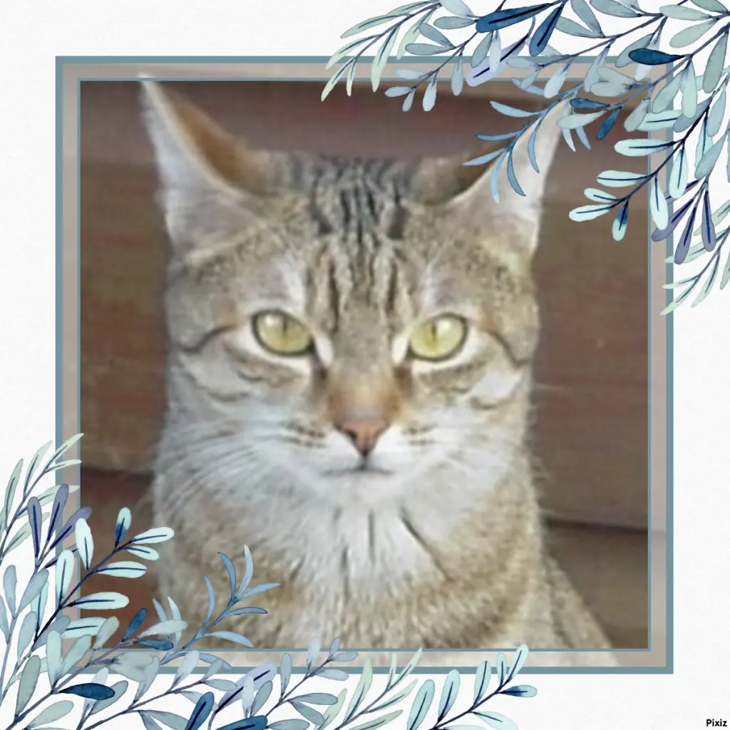 Condolence image of Patricia mit Bunny ❤️