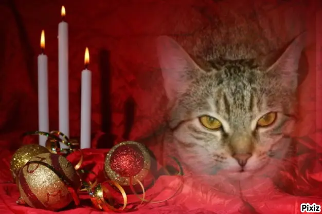 Condolence image of Tanja mit Timmy im Herzen