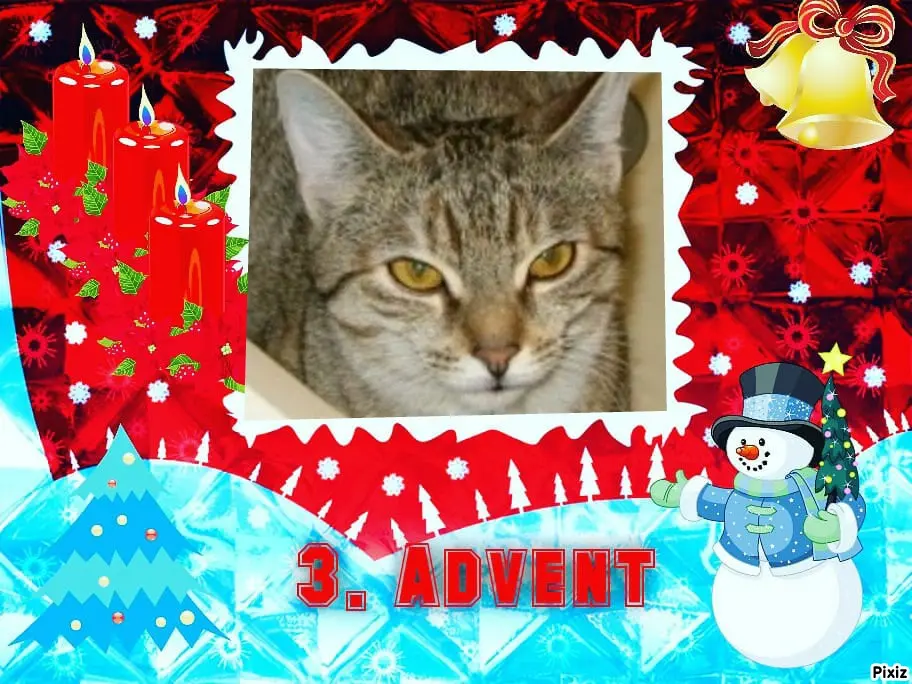 Condolence image of Tanja mit Timmy im Herzen