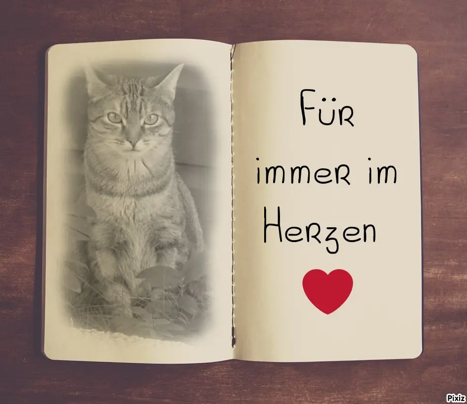 Condolence image of Patricia mit Bunny ❤️