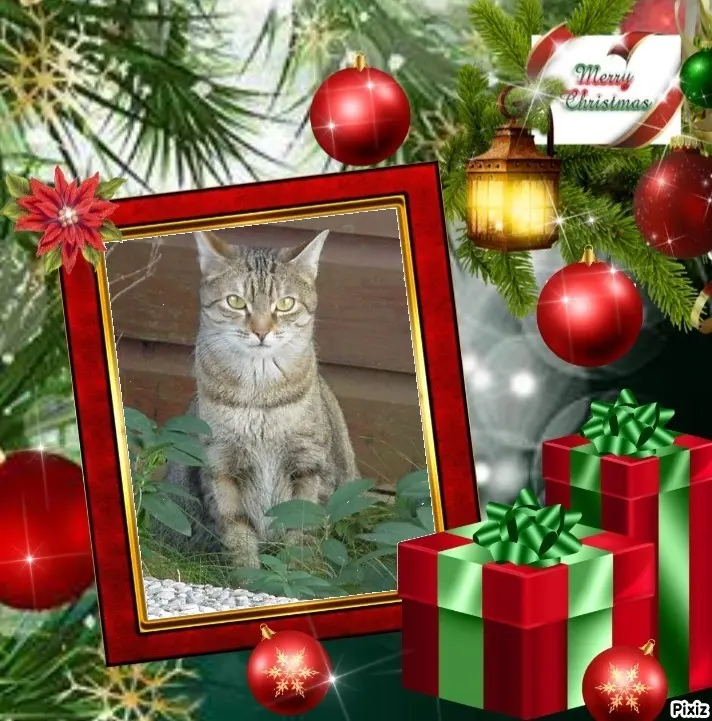 Condolence image of Sternchenpost ⭐