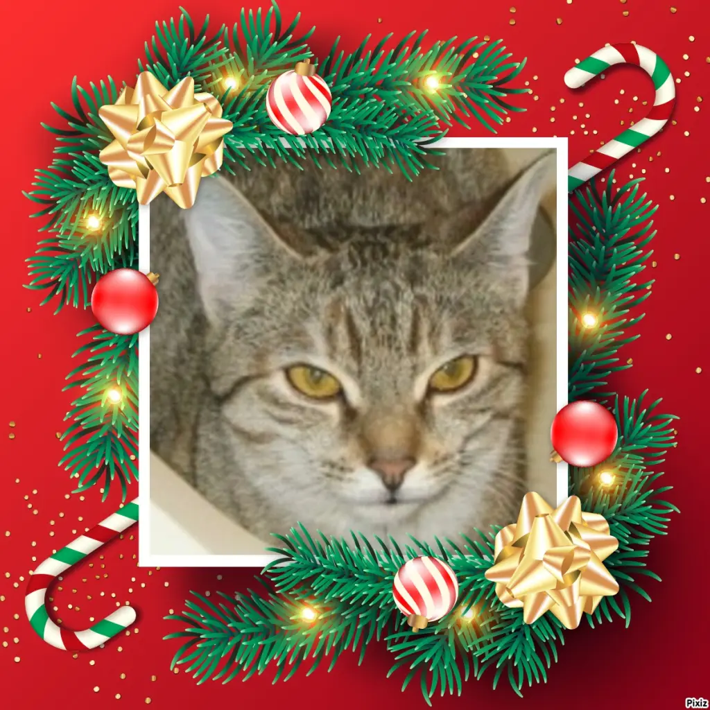 Condolence image of Tanja mit Timmy im Herzen