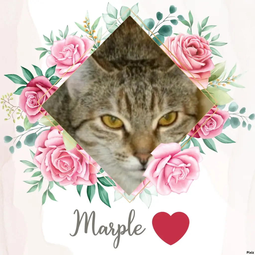 Condolence image of Tanja mit Timmy im Herzen