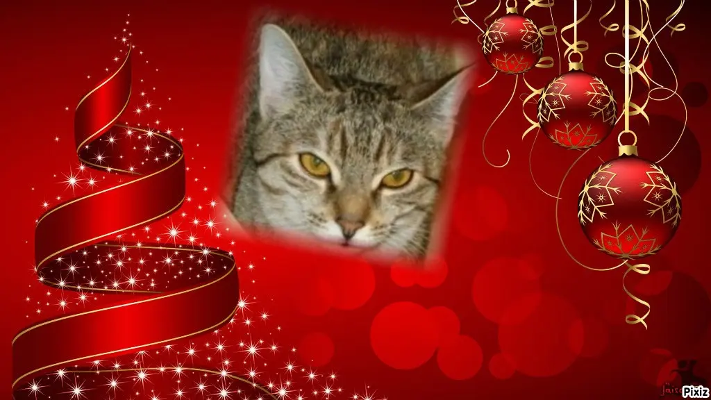 Condolence image of Tanja mit Timmy im Herzen