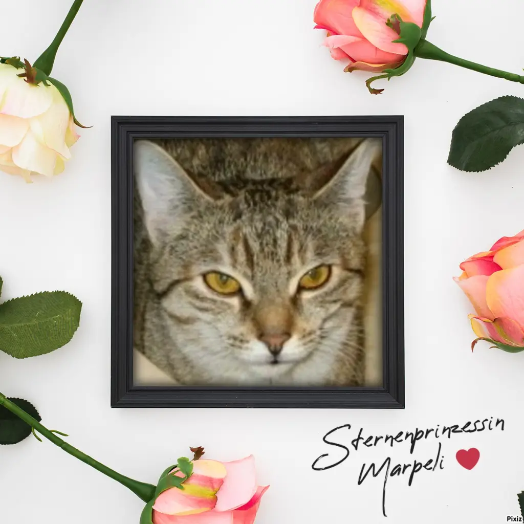 Condolence image of Tanja mit Timmy im Herzen