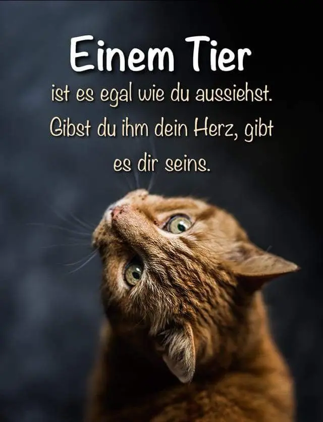 Condolence image of Für das kleine Sternchen Marpelchen ♥️