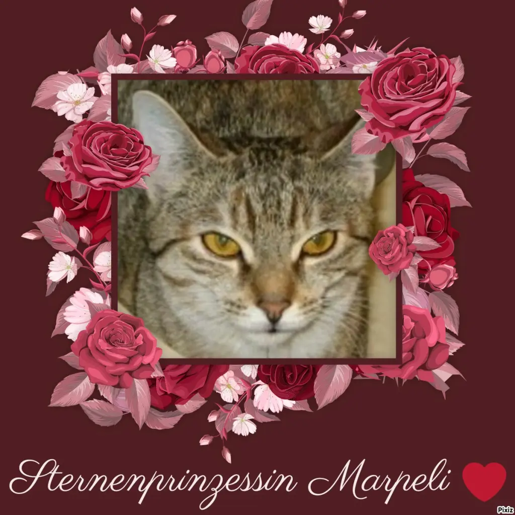 Condolence image of Tanja mit Timmy im Herzen