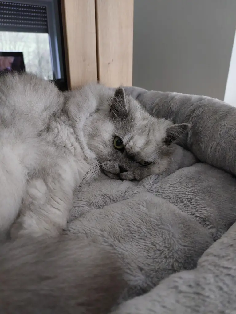 Condolence image of Daniela mit Pauline im ♥️