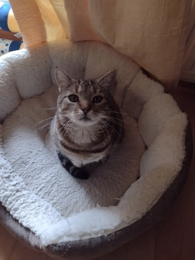 Condolence image of Corinna mit Emma, Pummelchen und anderen Sternleine im Herzen