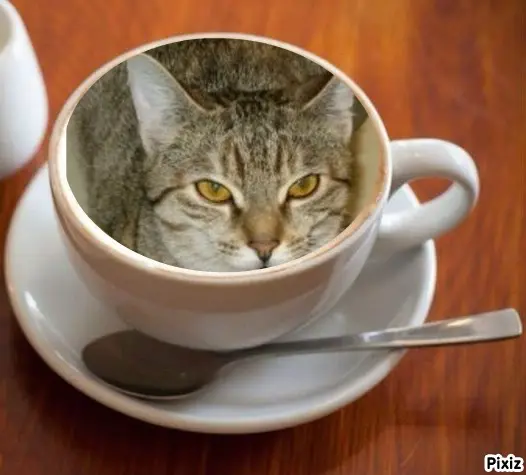 Condolence image of Tanja mit Timmy im Herzen