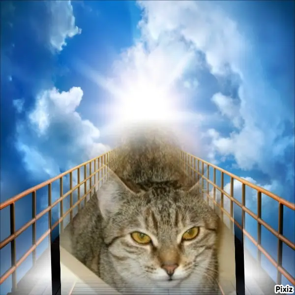 Condolence image of Tanja mit Timmy im Herzen