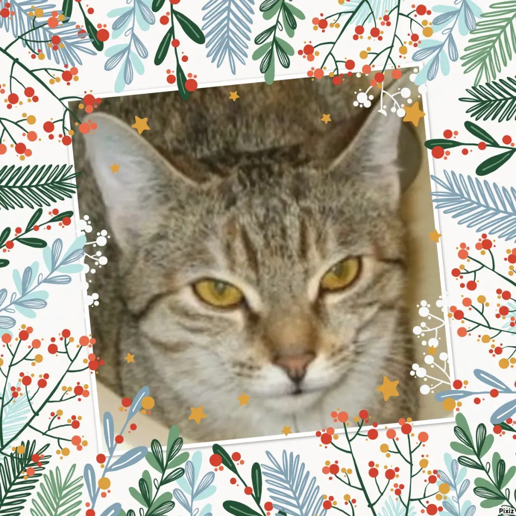 Condolence image of Tanja mit Timmy im Herzen